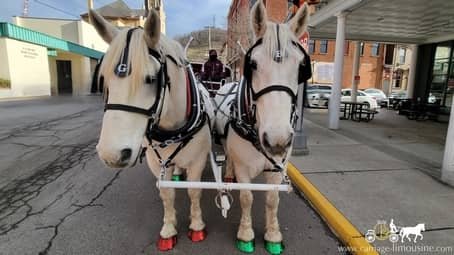 percheron draft horse