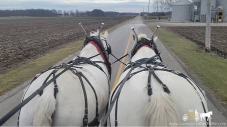 percheron draft horse