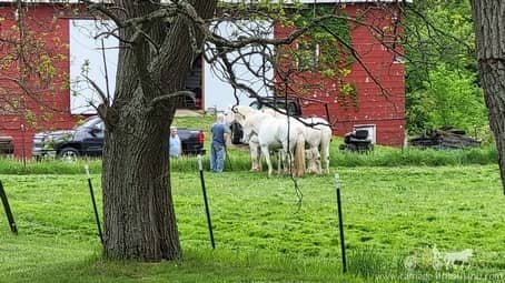 Gunner, Bruce and Babe joining in on a neighborly conversation