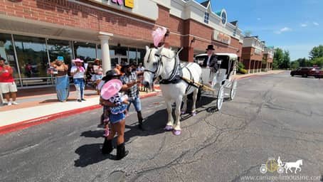 percheron draft horse