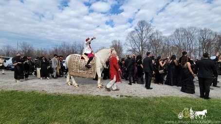 Our Indian Wedding horses during a Baraat in Dennison, OH