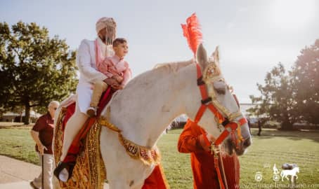 Indian Wedding Horse during a Baraat in Pittsburgh, PA