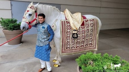 Indian Baraat Horse for an Indian wedding in Pittsburgh, PA