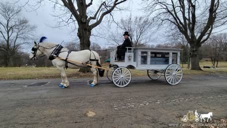 Our Horse Drawn Funeral Coach during a funeral near Cleveland, Ohio