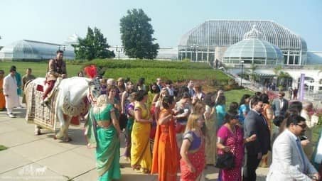 Groom on our Indian Baraat Horse outside Phipps Conservatory in Pittsburgh, PA